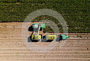 Corn harvest in the field seen from above