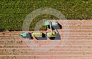 Corn harvest in the fields with transporter and harvester from above