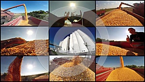 Corn Harvest - Photo Collage