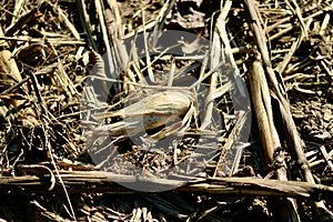 Corn harvest remains in the farmers field in autumn Jenningsville Pennsylvania