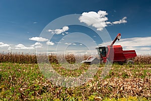 Corn harvester working in the field