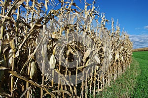 Corn at Harvestime