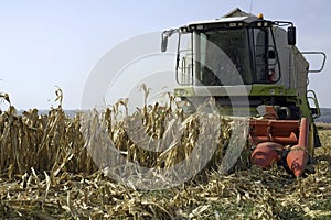 Corn harvesting