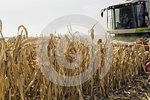 Corn harvesting