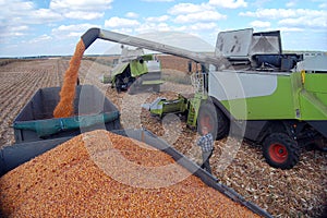 Corn harvesting