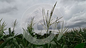 Corn hit by a gust of wind