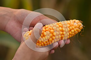 Corn hold in hand of farmer, inspecting crop quality