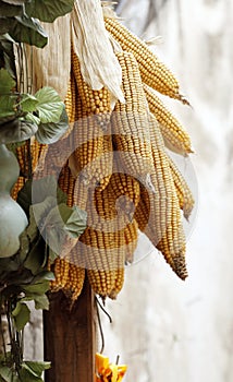 Corn hung on the pole.
