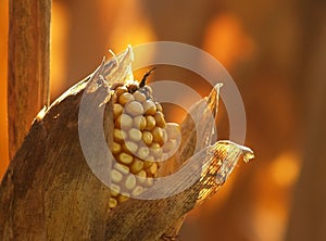 Corn and husk