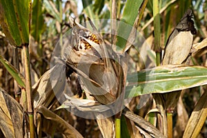 Corn Husk in Autumn Ready to be Harvested