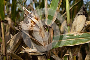 Corn Husk in Autumn Ready to be Harvested