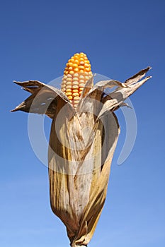 Corn in Husk / Bio-Fuel