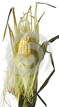 Corn Husk Partially Peeled photo