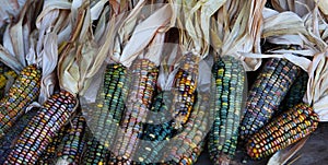 Corn Husks