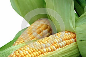 Corn in husks isolated on white