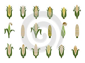 Corn icon