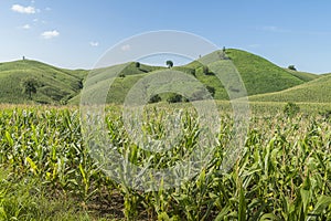 Corn industry on the Mountain in Thailand