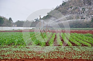 Corn irrigation with sprinklers