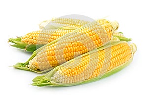 Corn isolated