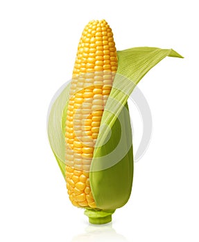 Corn isolated