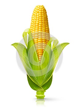 Corn isolated
