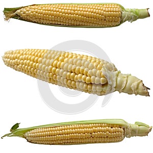 Corn isolated on a white background.