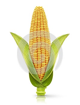 Corn isolated on a white
