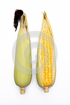 Corn isolated on white background, closeup top view.
