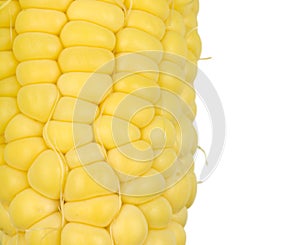 Corn Kernals Close up