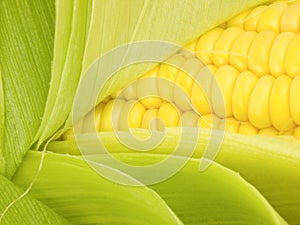 Corn Kernals Close up