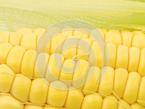 Corn Kernals Close up