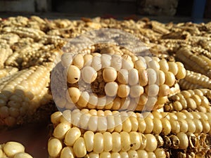 Corn kernel close up photo