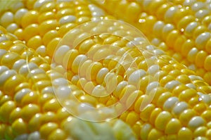 Corn Kernel Macro