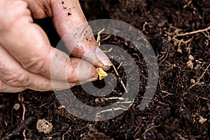 Corn kernel or maize kernel of sweetcorn is planting in the soil, planting zea mays photo