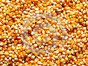 Corn kernels