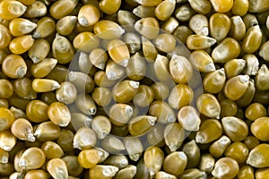 Corn kernels bio