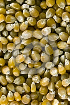 Corn kernels bio