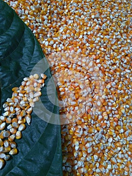 Corn kernels in brown tree leaves
