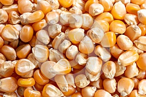 corn kernels : Close-up of organic yellow corn seed, Dried corn kernels on white background, top view