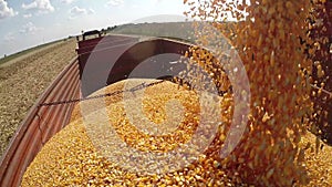 Corn Kernels Fall Into a Tractor Trailer for Transport to the Grain Silos