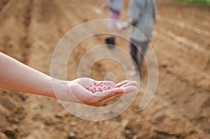 Corn kernels on hand for farming