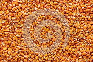 Corn kernels heap, harvested cereal crop as background photo
