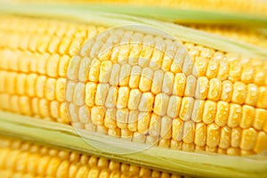Corn kernels macro