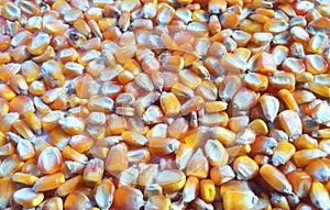 Corn kernels photo