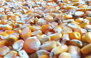 Corn kernels photo