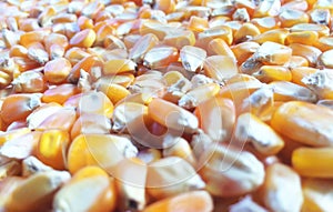 Corn kernels photo