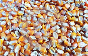 Corn kernels photo