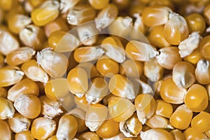 Corn kernels stack together on a counter, above shooted photography photo