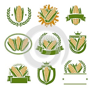 Corn label and element set. Collection icon corn. Vector