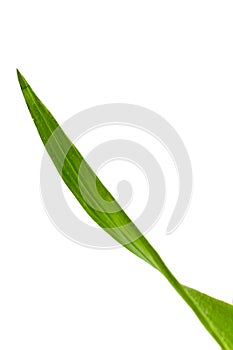 Corn Leaf ,isolated on white